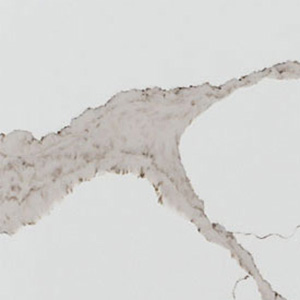 CQM438-CALACATTA-NOVA-Quartz-Stone-Slabs